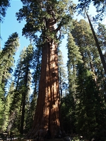 Sequoia NP